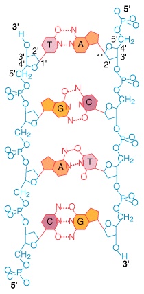 DNA Structure